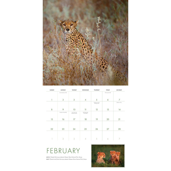 Insight Editions 2026 Big Cats Wall Calendar – Insight Editions