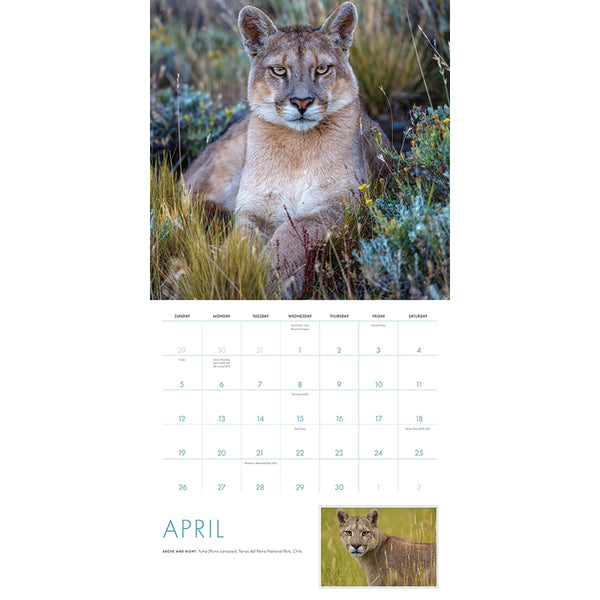 Insight Editions 2026 Big Cats Wall Calendar – Insight Editions