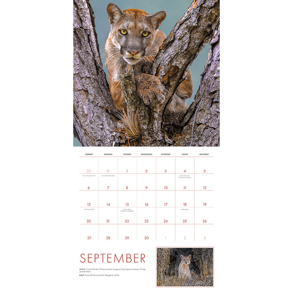 Insight Editions 2026 Big Cats Wall Calendar – Insight Editions