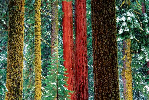 Insight Editions Art Wolfe: Extraordinary Earth Blank Boxed Notecards – Insight Editions