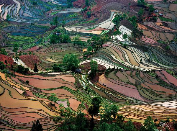 Insight Editions Art Wolfe: Rice Terraces – Insight Editions