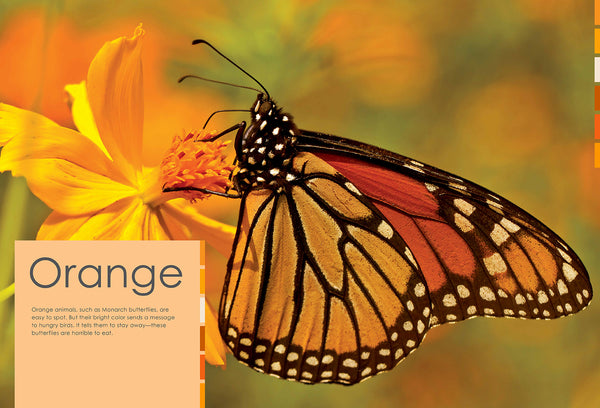 Insight Editions Colorful Creatures – Insight Editions