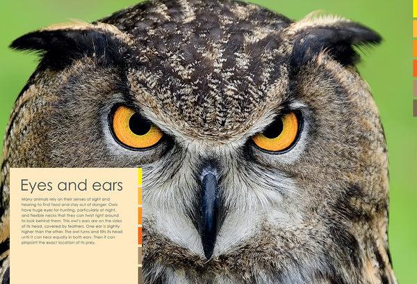 Insight Editions Curious Creatures – Insight Editions