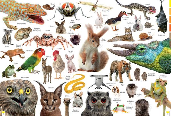 Insight Editions Curious Creatures – Insight Editions