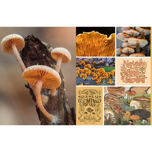 Insight Editions Cut And Collage Mushrooms And Fungi – Insight Editions