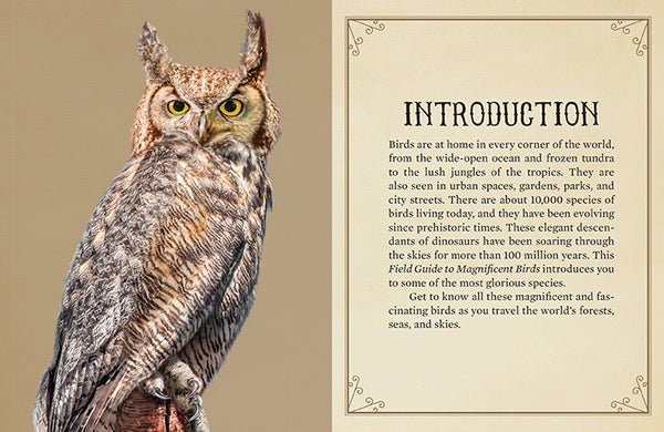 Insight Editions Field Guide To Magnificent Birds – Insight Editions