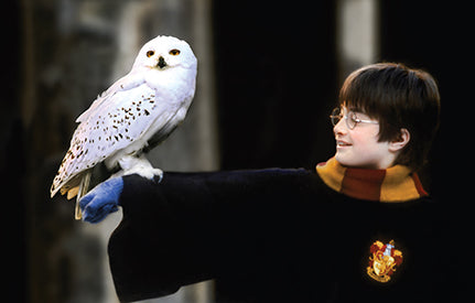 Insight Editions Harry Potter: The Postcard Collection – Insight Editions