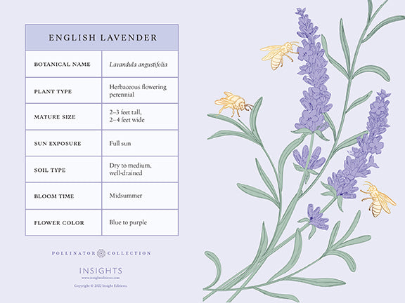 Insight Editions Honeybee Card Portfolio Set (Set Of 20 Cards) – Insight Editions