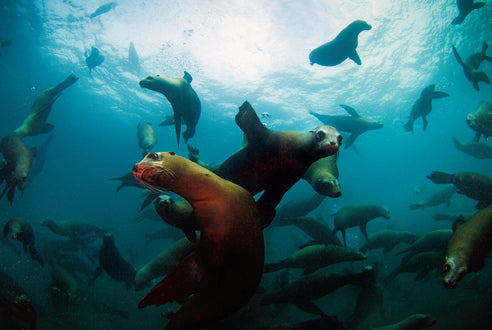 Insight Editions Ian Shive: The National Parks Blank Boxed Notecards – Insight Editions