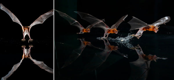 Insight Editions Bat Island – Insight Editions