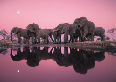 Insight Editions Into Africa: Blank Boxed Notecards – Insight Editions