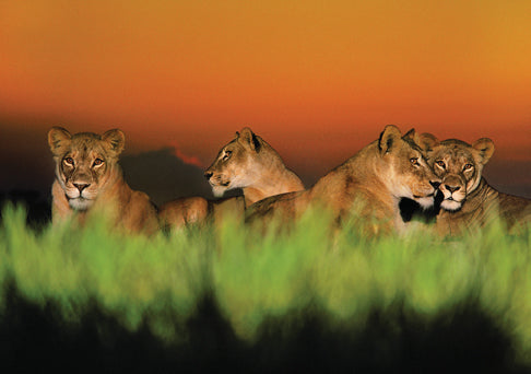 Insight Editions Into Africa: Blank Boxed Notecards – Insight Editions