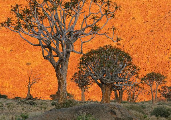 Insight Editions Into Africa: Blank Boxed Notecards – Insight Editions