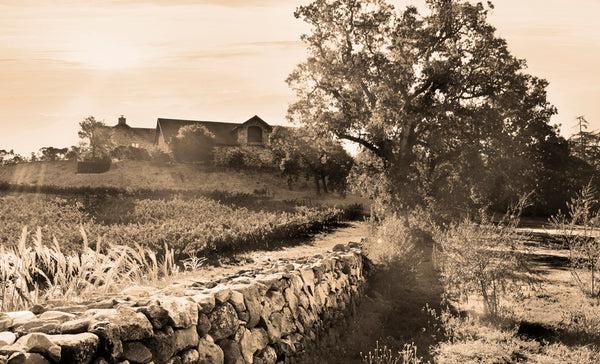 Insight Editions Napa Valley Cabernets – Insight Editions