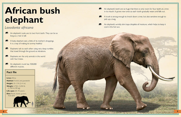 Insight Editions The Magnificent Book Of Animals – Insight Editions