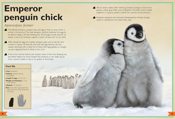 Insight Editions The Magnificent Book Of Baby Animals – Insight Editions