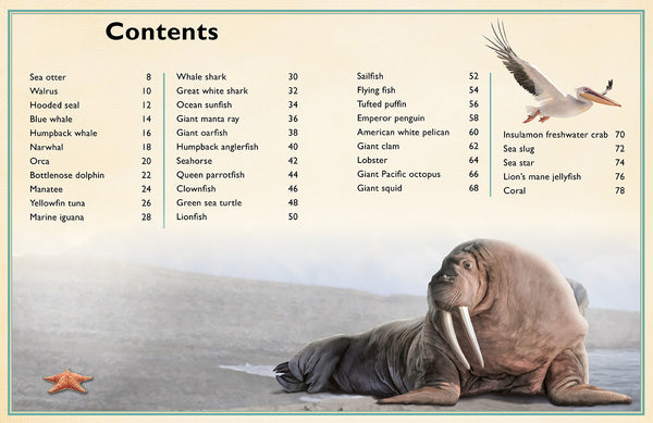 Insight Editions The Magnificent Book Of Ocean Creatures – Insight Editions