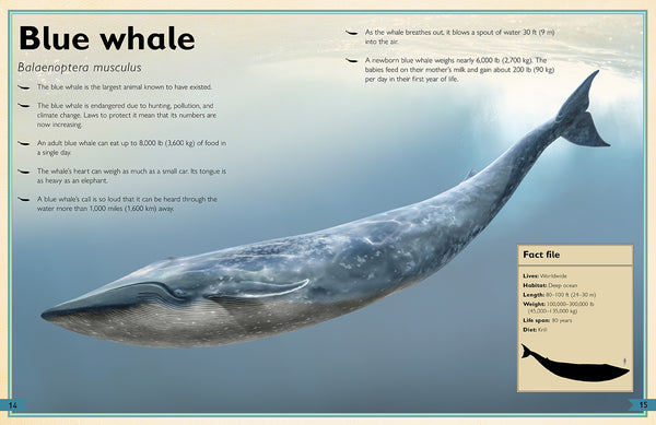 Insight Editions The Magnificent Book Of Ocean Creatures – Insight Editions