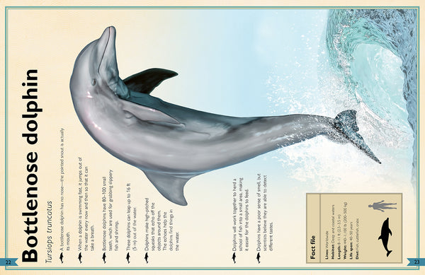 Insight Editions The Magnificent Book Of Ocean Creatures – Insight Editions