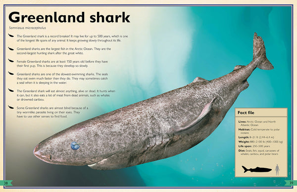 Insight Editions The Magnificent Book Of Sharks – Insight Editions