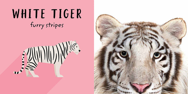 Insight Editions The Safari Circle: Big Cats – Insight Editions