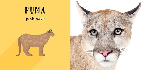 Insight Editions The Safari Circle: Big Cats – Insight Editions