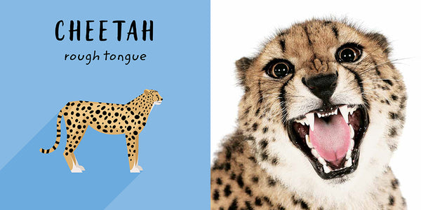 Insight Editions The Safari Circle: Big Cats – Insight Editions