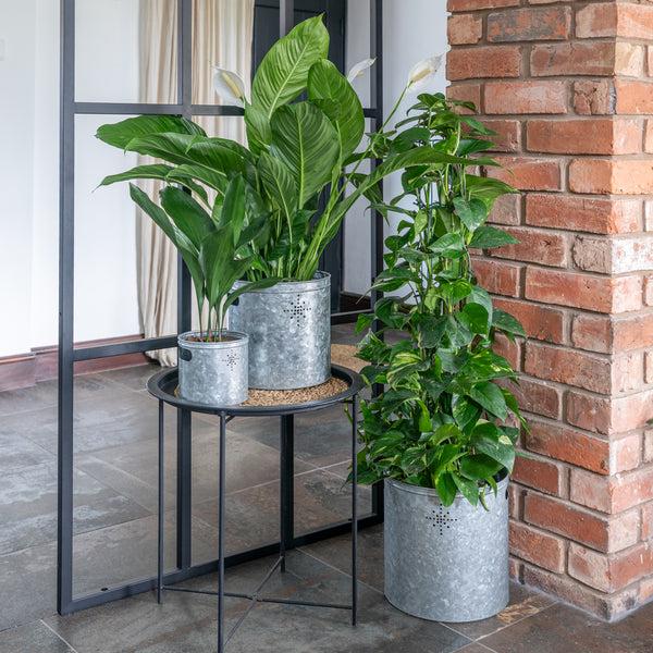 Ivyline Indoor Christmas Tree Bucket With Star In Galvanised Steel