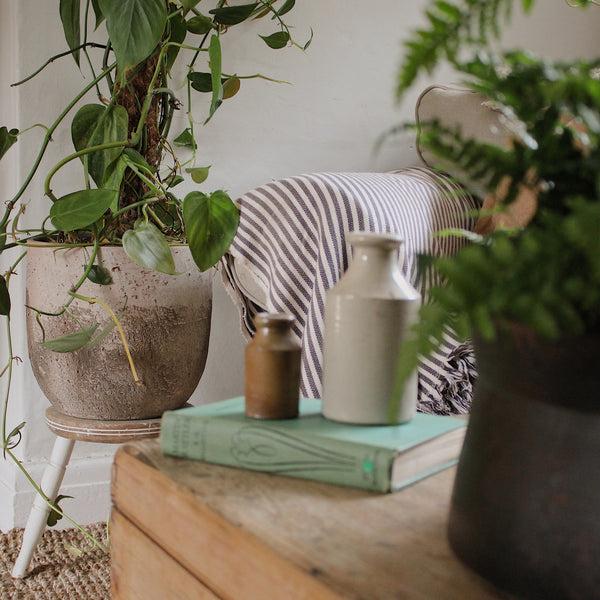 Ivyline Albero Planter