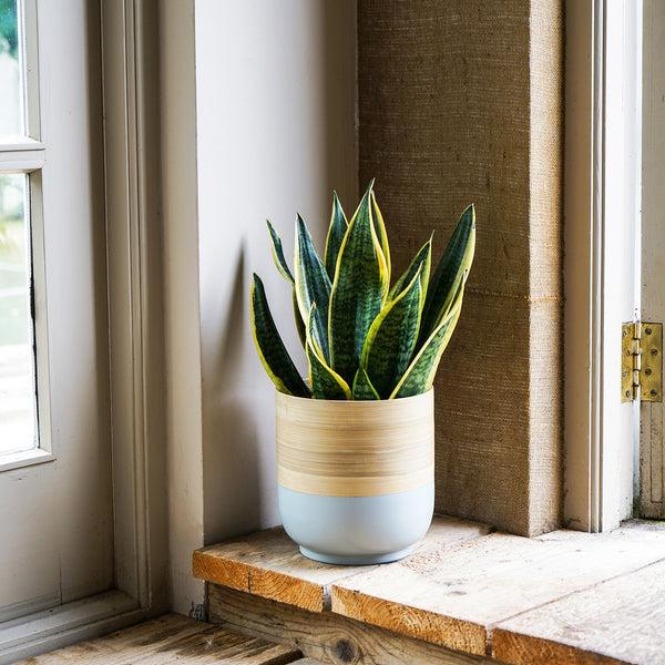 Ivyline Bamboo Planter