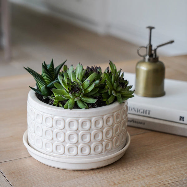 Ivyline Bonsai Planter