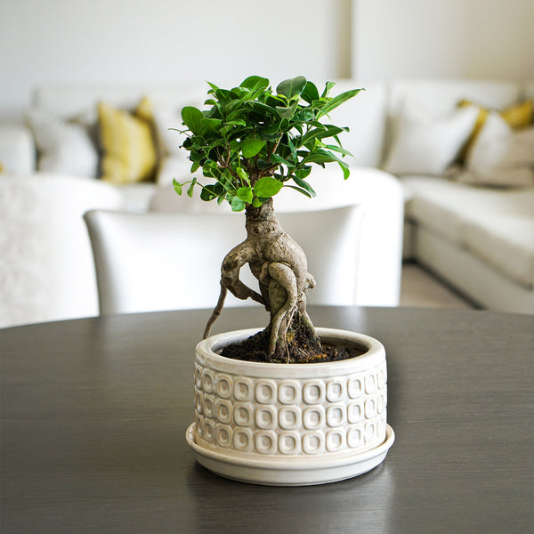 Ivyline Bonsai Planter