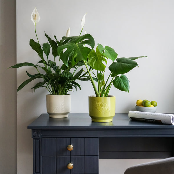 Ivyline Botanist Leaf Embossed Planter