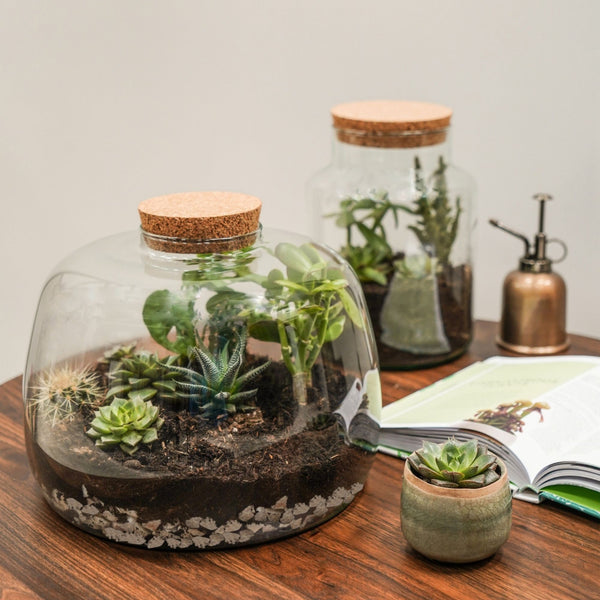 Ivyline Bowl Shape Terrarium DIY Kit