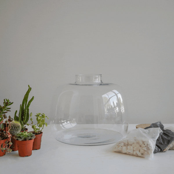 ivyline Bowl Shape Terrarium DIY Kit