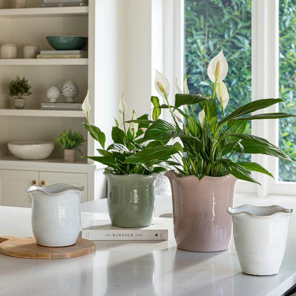 Ivyline Camellia Scalloped Edge Planter