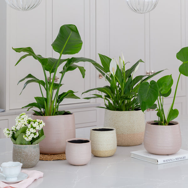 Ivyline Celeste Planter