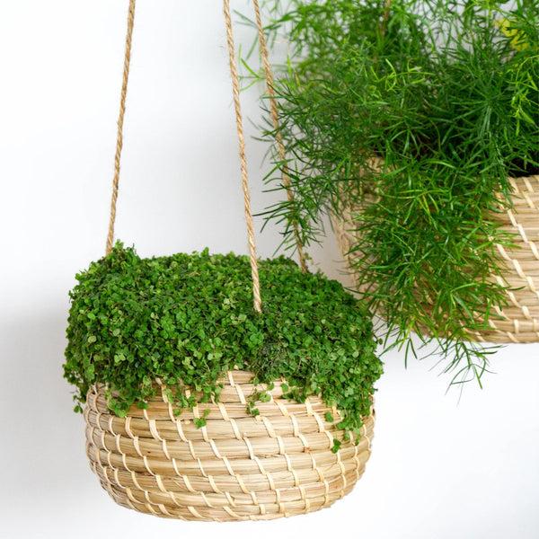 Ivyline Hanging Seagrass Planter Set Of 2
