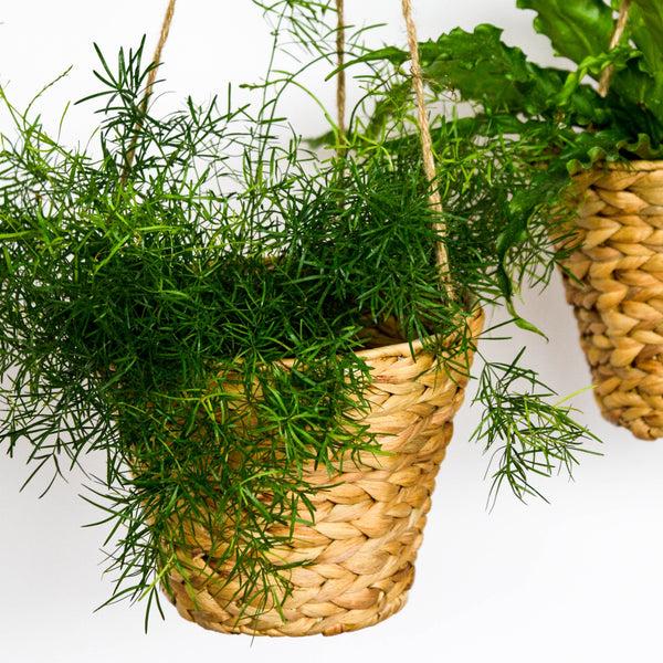 ivyline Hanging Water Hyacinth Planters Set of 2