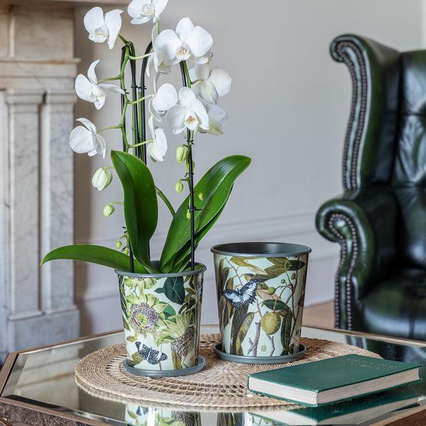 Ivyline Kew Botanical Retreat Planter With Saucer