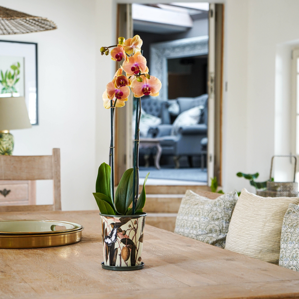 Ivyline Kew Botanical Retreat Planter With Saucer