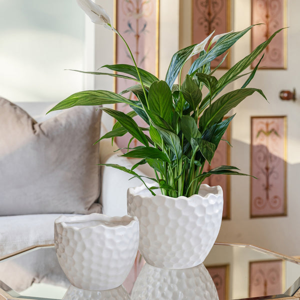 ivyline Kew Botanical Textured White Planter