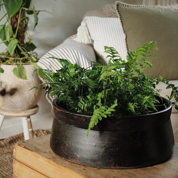 Ivyline Kew Handthrown Statement Bowl Old Bronze