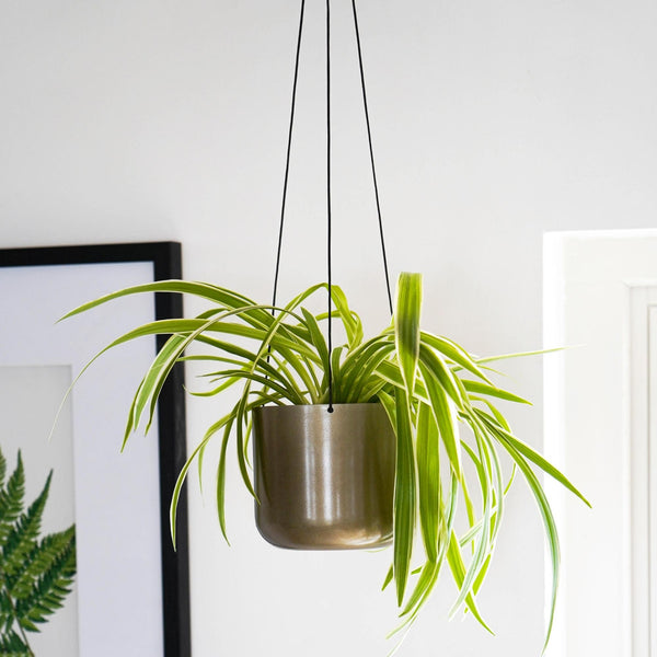 Ivyline Kew Hanging Planter With Hook
