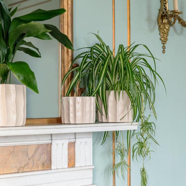 ivyline Kew Organic Ripple Bone Planter