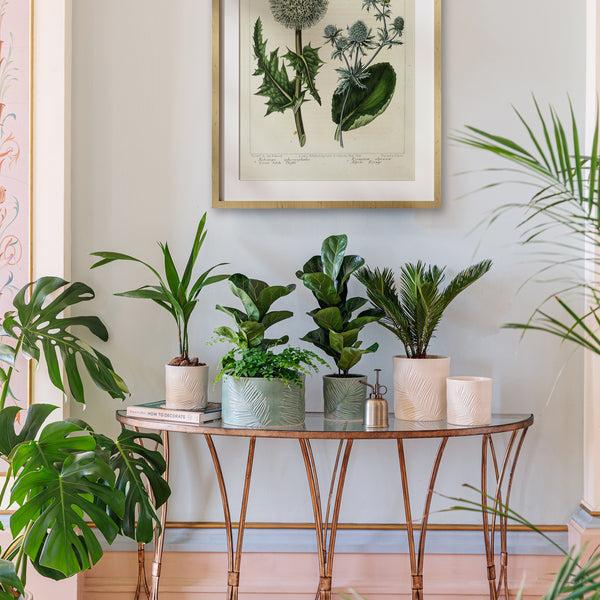 Ivyline Kew Stoneware Sago Palm Planter