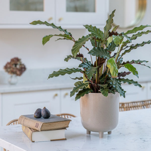 Ivyline Lecce Speckled Planter
