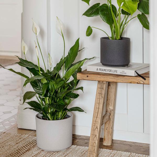 Ivyline Leon Planter