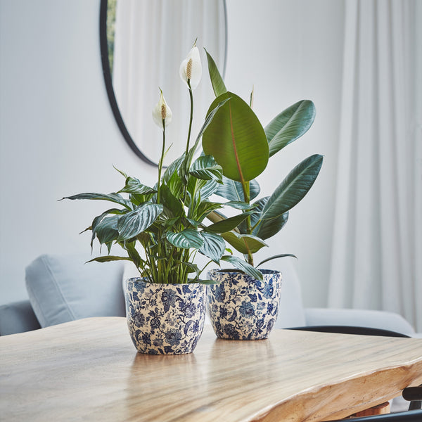 Ivyline Monza Planter