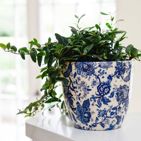 Ivyline Monza Planter